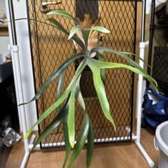 マウントルイス×ビフルカツムのサムネイル
