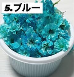 かすみ草のサムネイル
