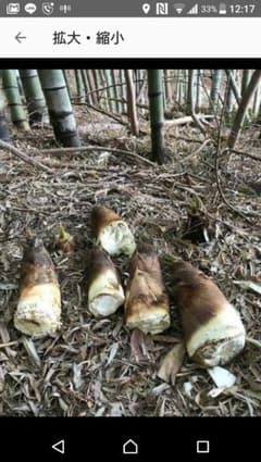 やま様専用【リピーター様限定・要コメン じーじたけのこ 5キロ 朝掘り 三重県産のサムネイル