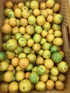 静岡県産 極早生みかん 約5kg 超訳あり！のサムネイル
