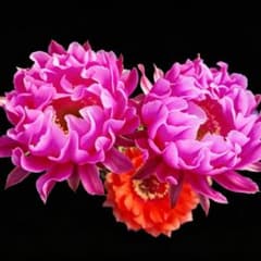 スイート 超人気花サボテン エキノプシス属 群開花 良香カキコ - メルカリ
