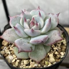 ストロベリーミルククラウン 多肉植物抜き苗根付き - メルカリ