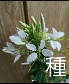 m.nao様　クレオメ　白色＆淡桃　種のサムネイル