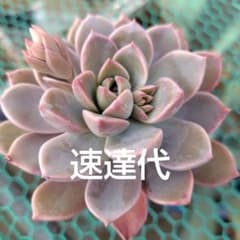 速達代 多肉植物のサムネイル