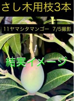ヤマシタマンゴー枝3本 さし木、穂木用・山下マンゴー 耐寒性雪姫