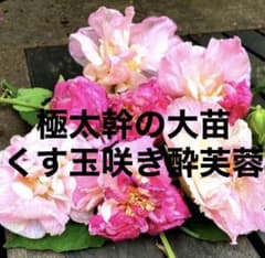 酔芙蓉　極太主幹の大苗　八重咲き　酔芙蓉　次々と開花中     くす玉咲きのサムネイル
