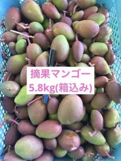 摘果マンゴー 青マンゴー グリーンマンゴー5kg(箱込み) - メルカリ