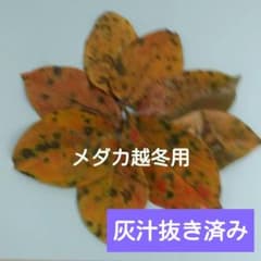 メダカ越冬用　柿の葉っぱ　灰汁抜き済みのサムネイル