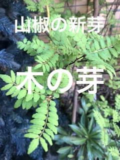 山椒の新芽★完全無農薬木の芽のサムネイル