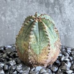 B16525☆オークション販売☆ユーフォルビア 極上木化 ヴィンテージ