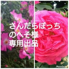 さんだらぼっち様専用出品のサムネイル