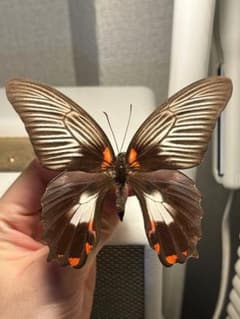 表展翅】アカネアゲハ 外国産蝶標本 蝶 標本 蝶標本 アグリアスミイロ