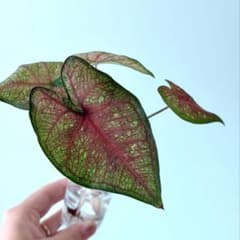 【最終値下げ】レア カラジウム トッツィ ピンク系のサムネイル