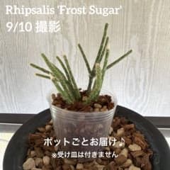 リプサリス フロストシュガー 【ポットごと】発根済み 森林サボテン ピロカルパのサムネイル