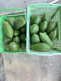 P3沖縄県産新鮮な青パパイヤ8kg - メルカリ