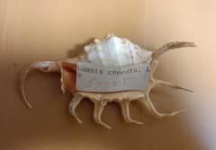 天然 貝殻 置物 オブジェ＿サソリガイのサムネイル