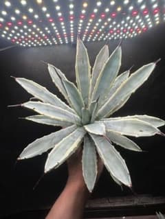 マクロアカンサ錦 輪斑入り 大株 耐寒性あり_2 - メルカリ