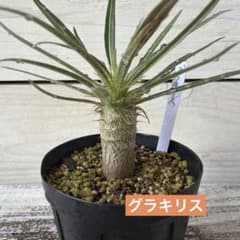 パキポディウム 【グラキリス】実生 2025年蒔種 安心 鉢ごと発送