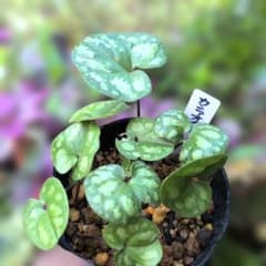 山野草♡レア♥斑入り♪カンアオイ♪寒葵（抜き苗） - メルカリ