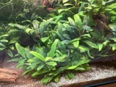 ブセファランドラ 入り 陰性水草 セット Fのサムネイル