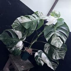 超*✿様 斑入りモンステラ ホワイトタイガー極美大株85cm白斑多 - メルカリ