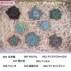 ミックスベリア カット苗セットA おらいさん苗 メルカリ便 - メルカリ