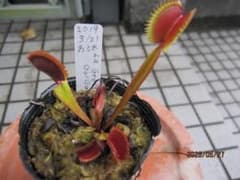 け*い様 ハエトリソウ　ギギ　La Grosse Gui Guiのサムネイル
