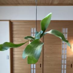 032 コウモリラン苔玉 ハンギング ビカクシダ ネザーランドのサムネイル