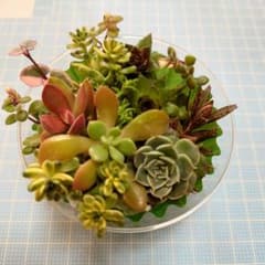 多肉植物、クリア、カット苗セット、センペルビウム入り、直径約9