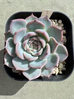 多肉植物　キャラリアン　抜き苗