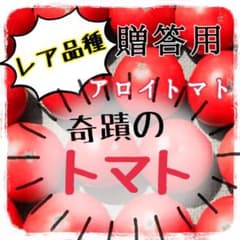 【美味しいレア品種‼︎】奇跡のトマト アロイトマト有機種子のサムネイル