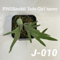 ◇ P.Willinckii 'Jade Girl 'spore（J-010） - メルカリ