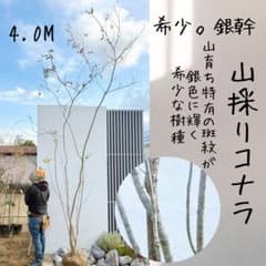 希少。銀幹 山採りコナラ株立ち4.0M(鉢底から) 希少。銀幹 山採りコナラ株立ち4.0M(鉢底から) - メルカリ