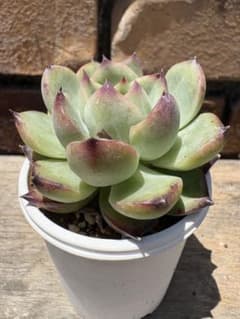 多肉植物 アリエル【抜き苗】 - メルカリ