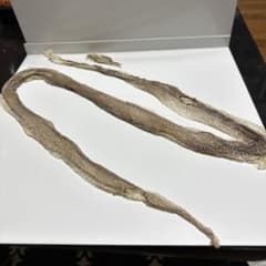 蛇の抜け殻のサムネイル