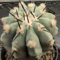 Copiapoa Cinerea コピアポア 黒王丸　実生