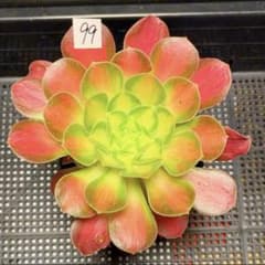 28#観葉植物アエオニウム❤️サラダボール❤️1大頭1小頭17cm 拔き苗 99#植物アエオニウム錦❤️サラダボール中斑錦❤️韶華❤️1大頭3小頭