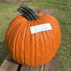 ハロウィンかぼちゃ　本物　直径27cmのサムネイル