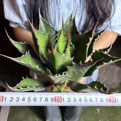 k*u様 848 アガベ モンタナ 極上鋸歯高発色株 極上美株 特選 - メルカリ