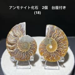 アンモナイト化石 2個 台座付き(18) - メルカリ