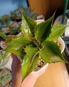 アガベ パラサナ 斑入り ハイブリッドアガベ パリー モンタナ オバティ