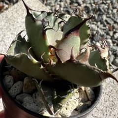 アガベ オテロイ 実生株 コンパクト良型 強鋸歯 赤黒トップスパイン