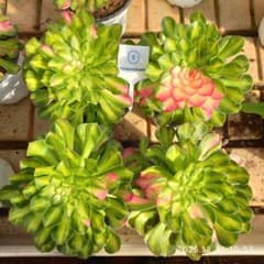 Top【選抜株】多肉植物　12007ノー 24個　鉢無し/脱土 Top【選抜株】多肉植物 24037ノー 15個 鉢無し/脱土 - メルカリ