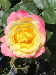 NR  即購入OK♪様 専用のサムネイル