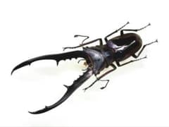 メタリフェルホソアカクワガタ(95mm)標本 メタリフェルホソアカクワガタ標本 箱付き | 深谷爬虫類館