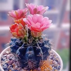 サボテン 緋花玉 3つ 新年特売 抜き苗で、第4種発送予定です - メルカリ