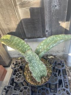 サンスベリア 激レア！！【ドラゴンキング】 11 - メルカリ