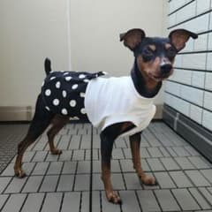 犬服 ハンドメイド ワンピース ミニピン Mピンサイズ - メルカリ