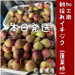 【加工用】朝採れ尾道イチジク(蓬莱柿)減農薬　約2kg クール発送　着払いのサムネイル