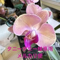 ミディー胡蝶蘭　タニータニー3株　メルカリ便 ミディー胡蝶蘭 タニータニー様専用3株 メルカリ便 - メルカリ